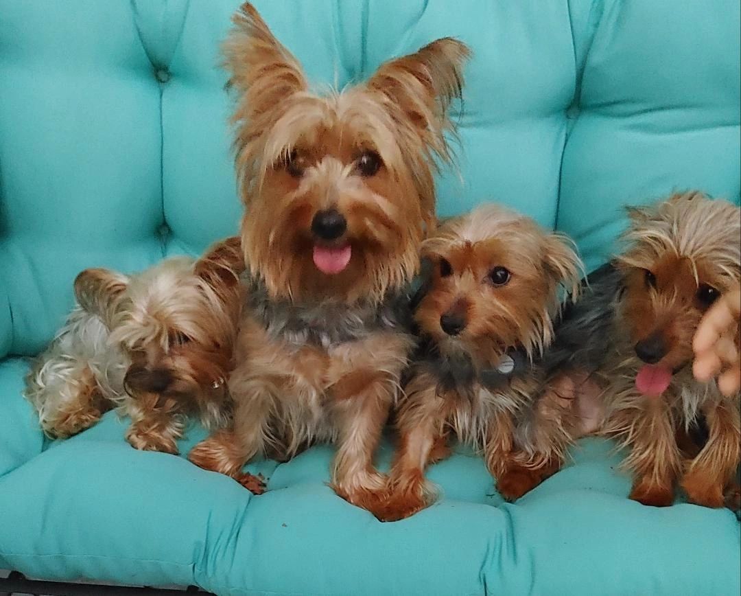 Yorkies of Western Michigan Yorkies, Puppies, Breeder